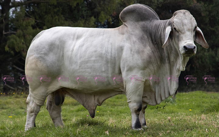 toros-carne-brahman-gris