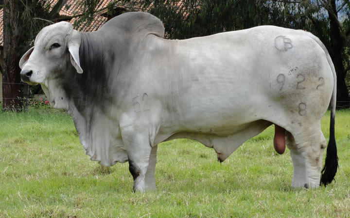 toros-carne-brahman-gris