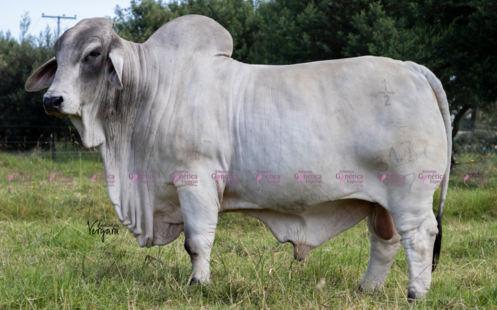 toros-carne-brahman-gris