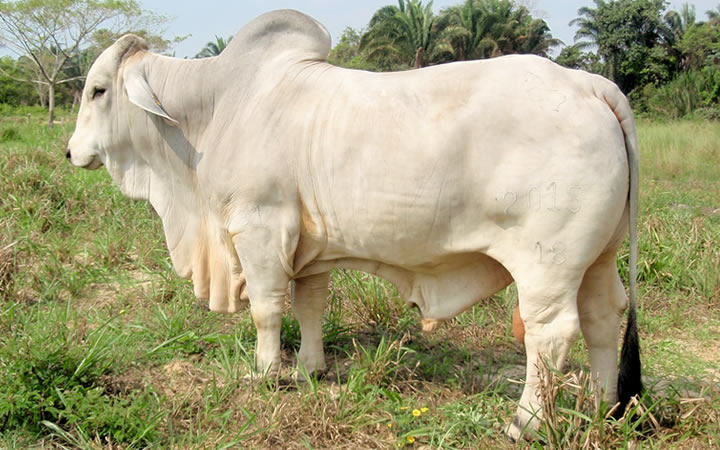 toros-carne-brahman-gris