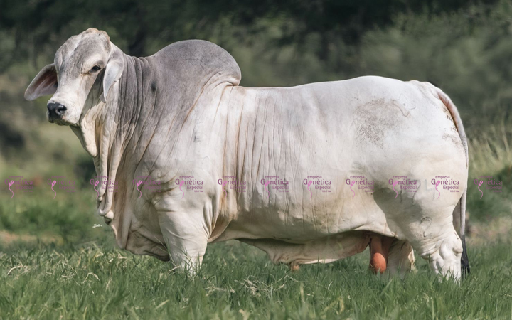 toros-carne-brahman-gris
