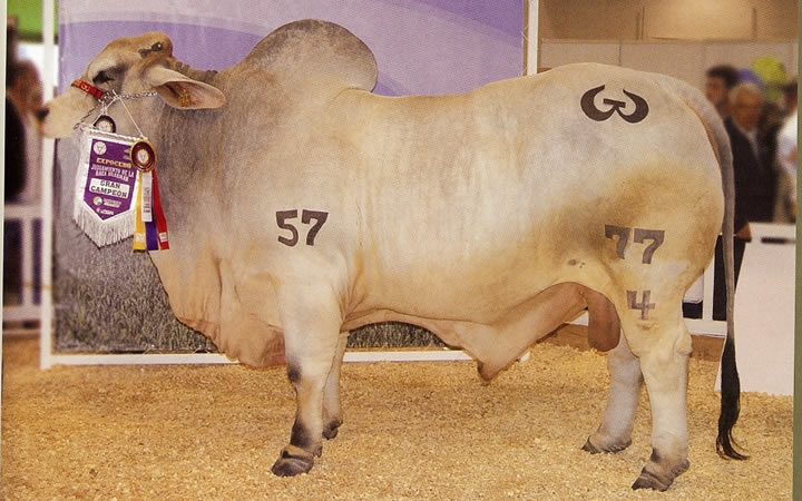 toros-carne-brahman-gris