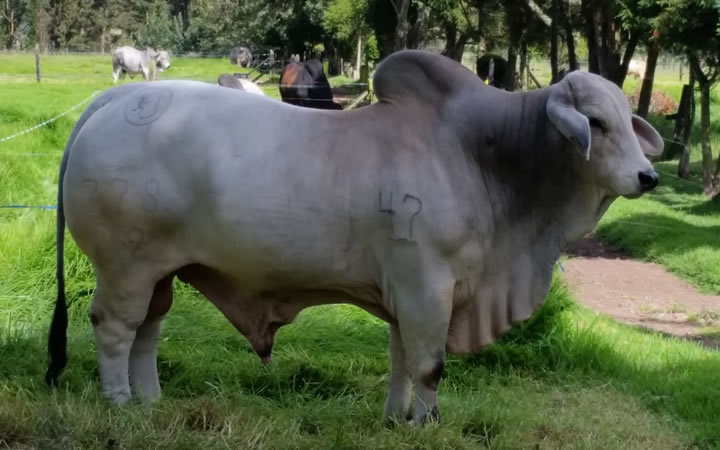 toros-carne-brahman-gris