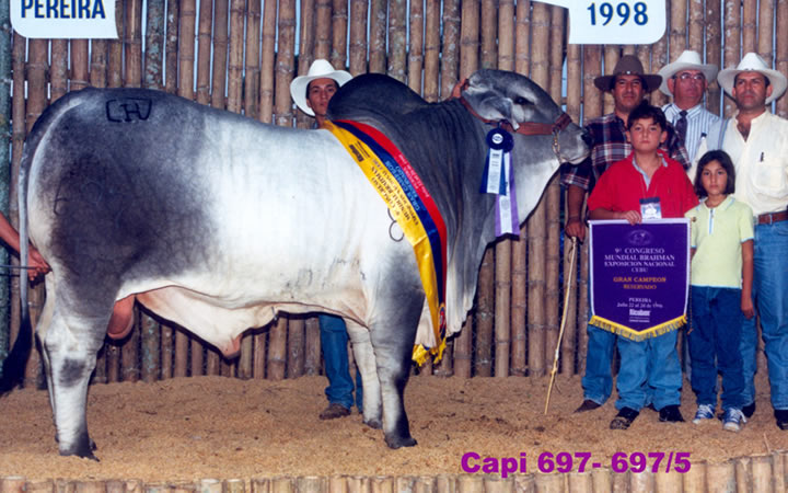 toros-carne-brahman-gris
