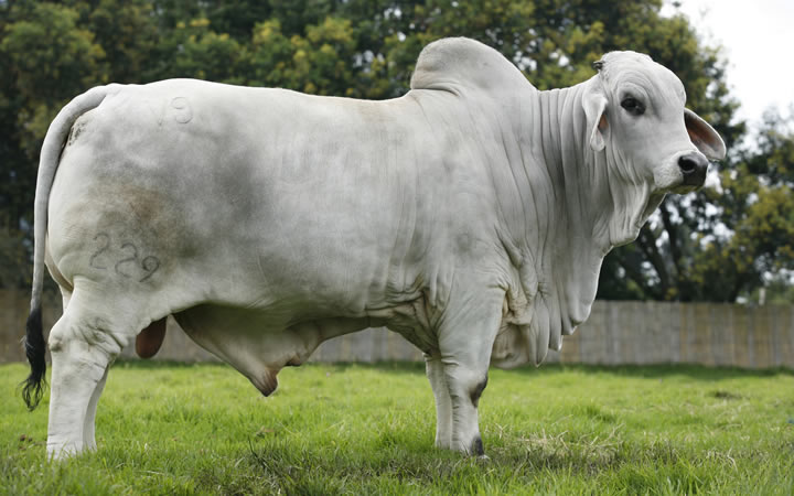 toros-carne-brahman-gris