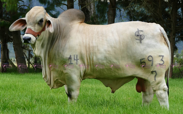 toros-carne-brahman-gris