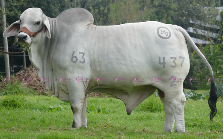 toros-carne-brahman-gris