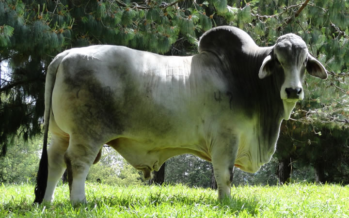 toros-carne-brahman-gris