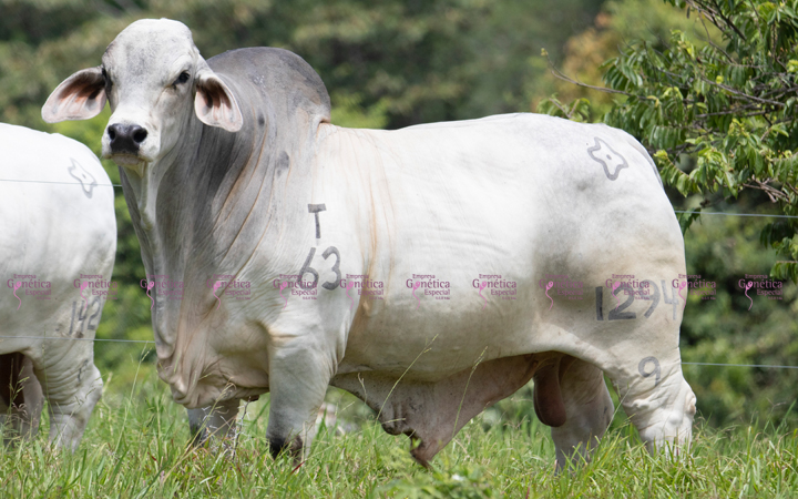 toros-carne-brahman-gris