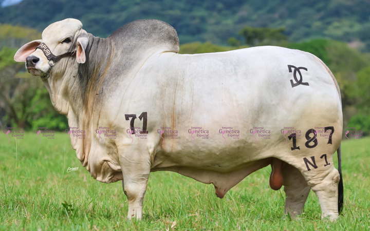 toros-carne-brahman-gris