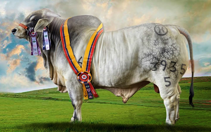 toros-carne-brahman-gris