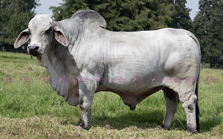 toros-carne-brahman-gris