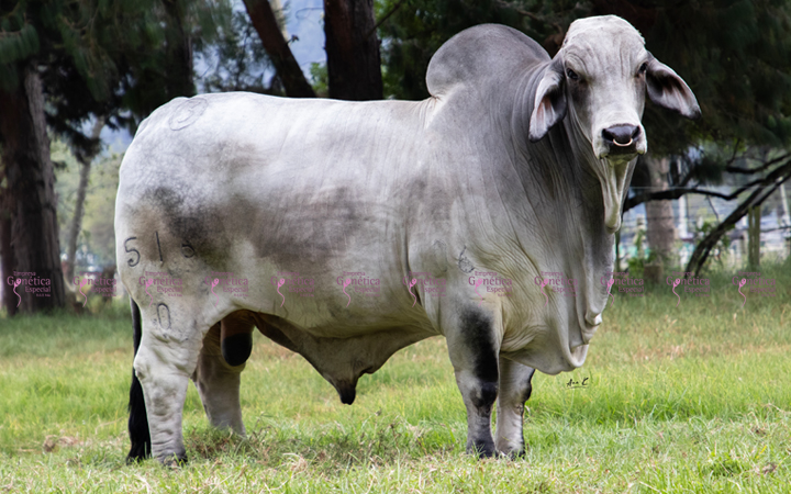 toros-carne-brahman-gris