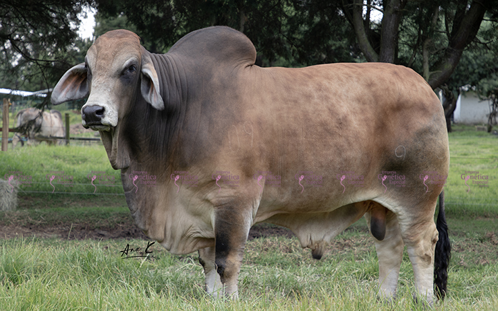 toros-carne-brahman-gris