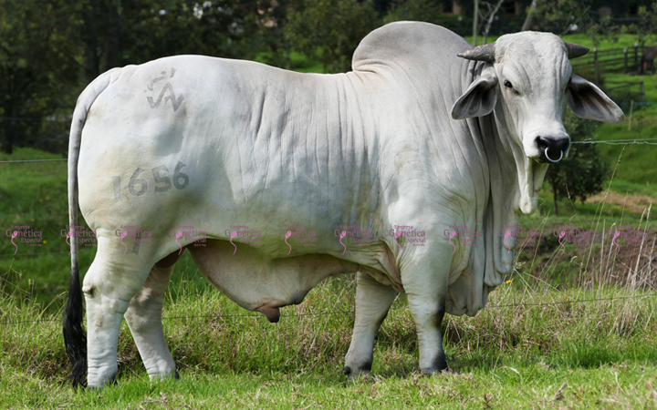 toros-carne-brahman-gris