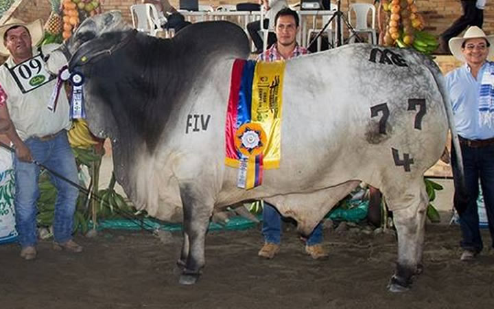 toros-carne-brahman-gris