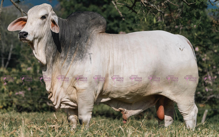 toros-carne-brahman-gris