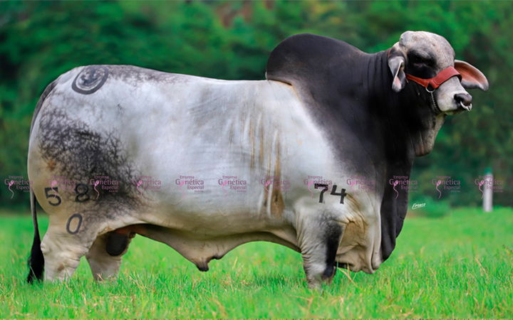 toros-carne-brahman-gris