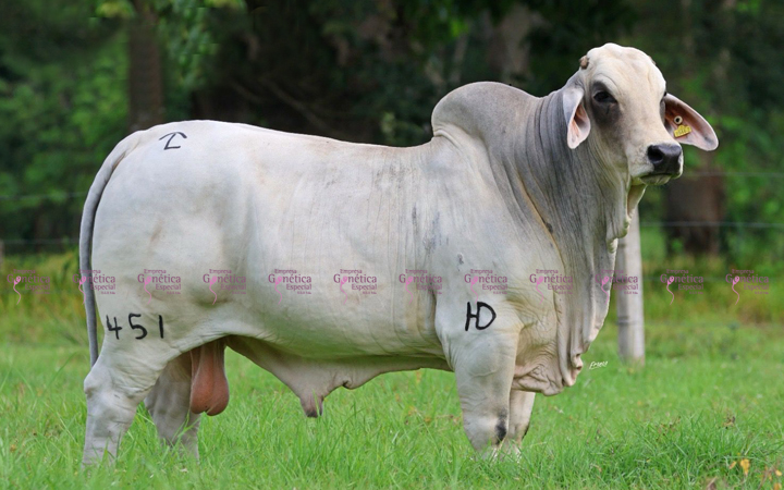 toros-carne-brahman-gris
