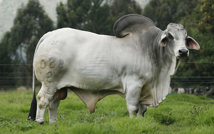toros-carne-brahman-gris