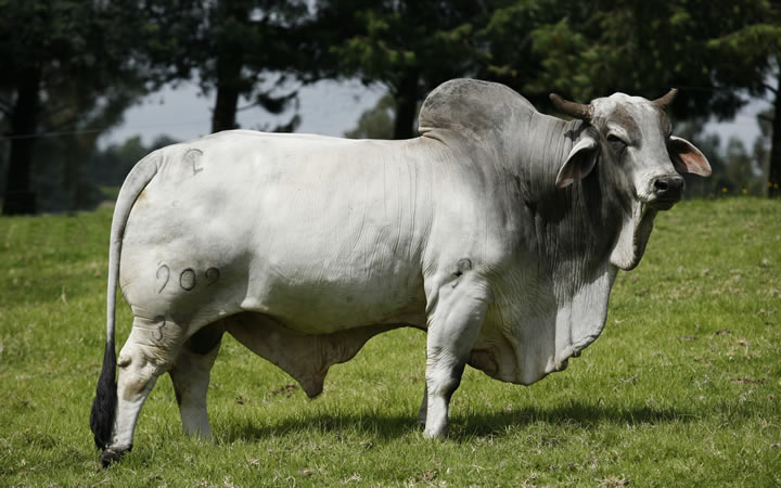toros-carne-brahman-gris