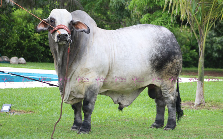 toros-carne-brahman-gris