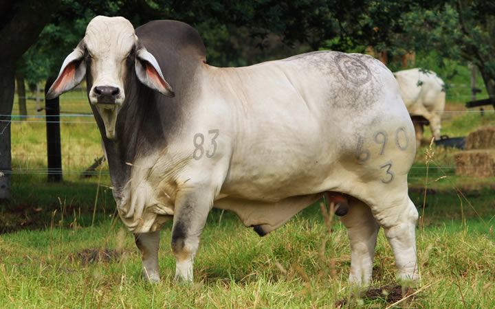 toros-carne-brahman-gris