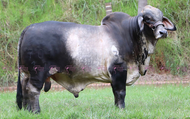 toros-carne-brahman-gris