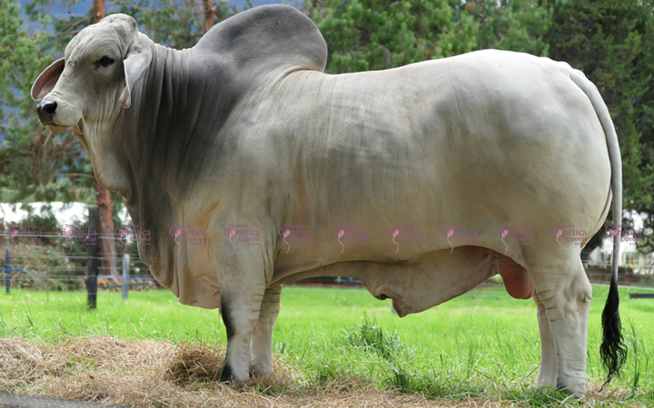 toros-carne-brahman-gris