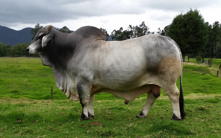 toros-carne-brahman-gris