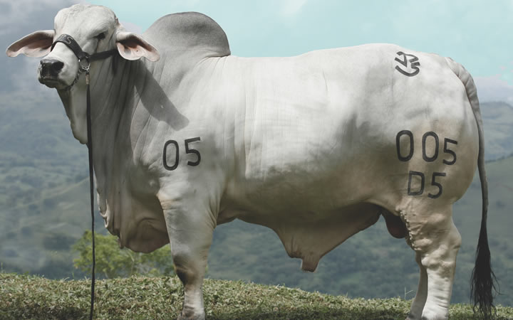 toros-carne-brahman-gris