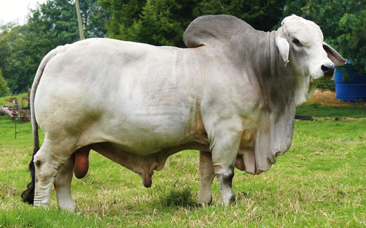 toros-carne-brahman-gris