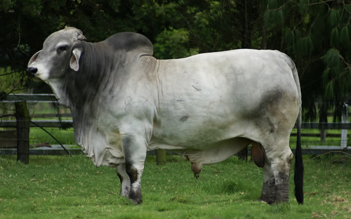 toros-carne-brahman-gris