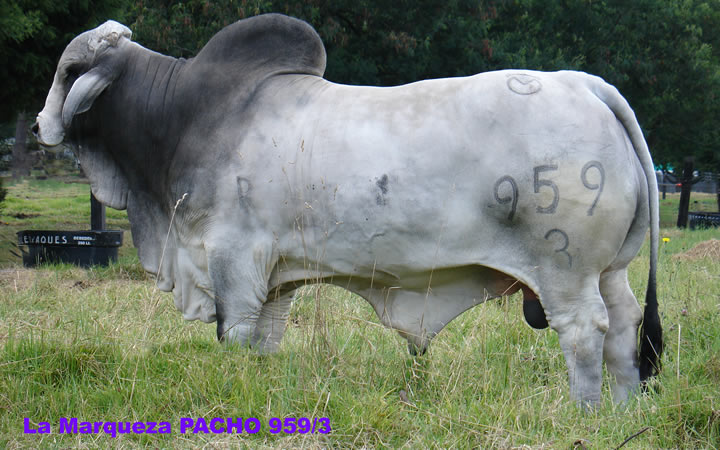 toros-carne-brahman-gris