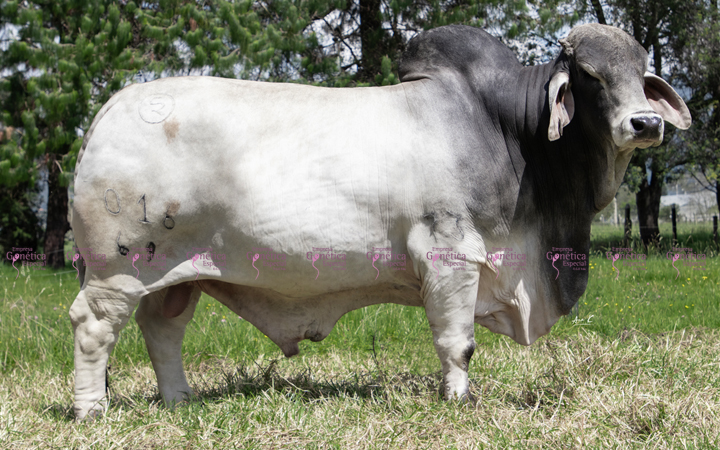 toros-carne-brahman-gris