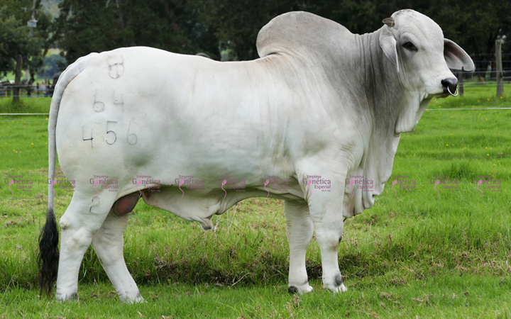 toros-carne-brahman-gris