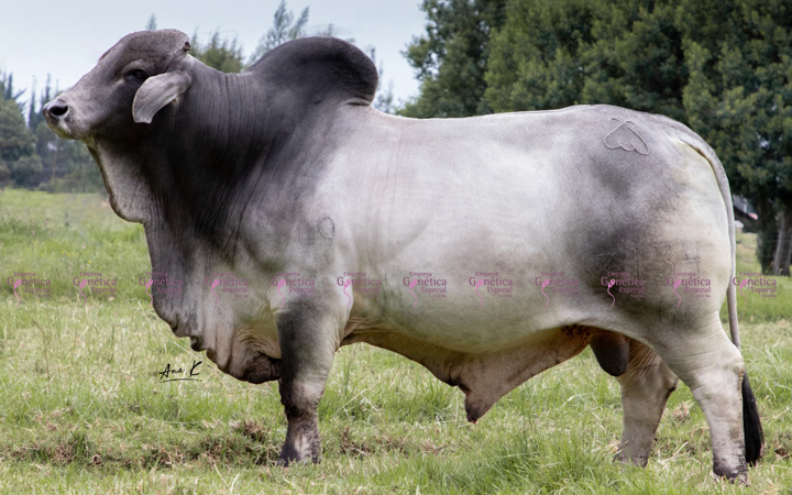 toros-carne-brahman-gris