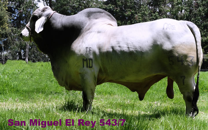 toros-carne-brahman-gris