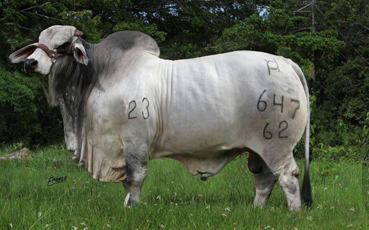 toros-carne-brahman-gris