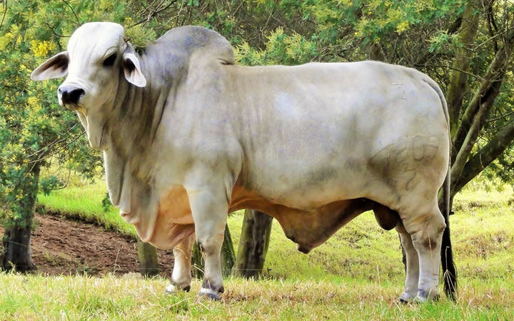 toros-carne-brahman-gris