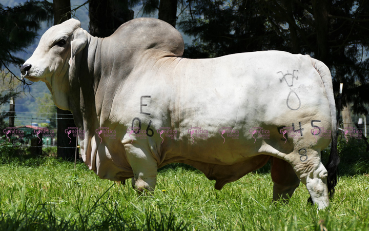 toros-carne-brahman-gris