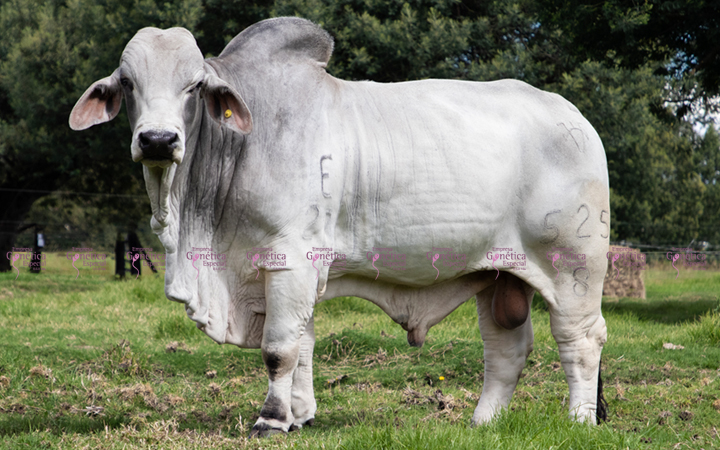 toros-carne-brahman-gris