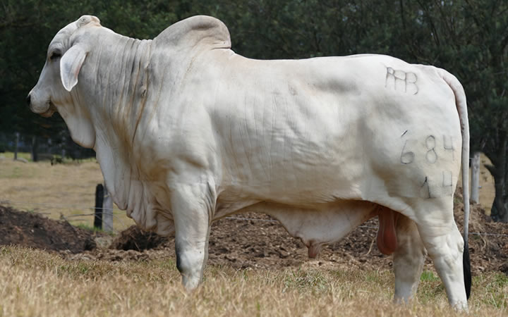 toros-carne-brahman-gris