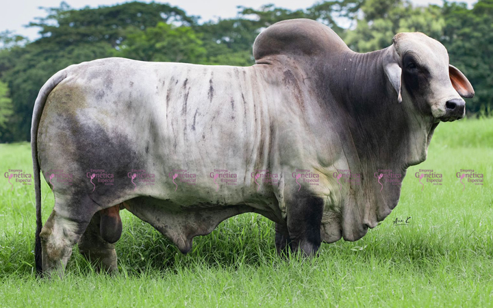 toros-carne-brahman-gris