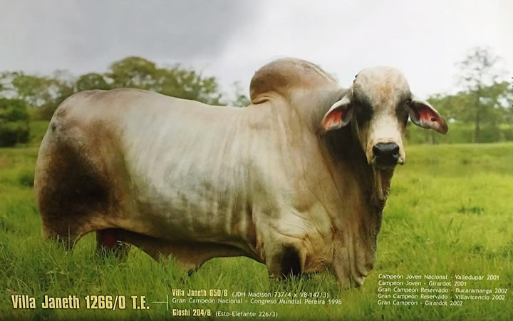 toros-carne-brahman-gris