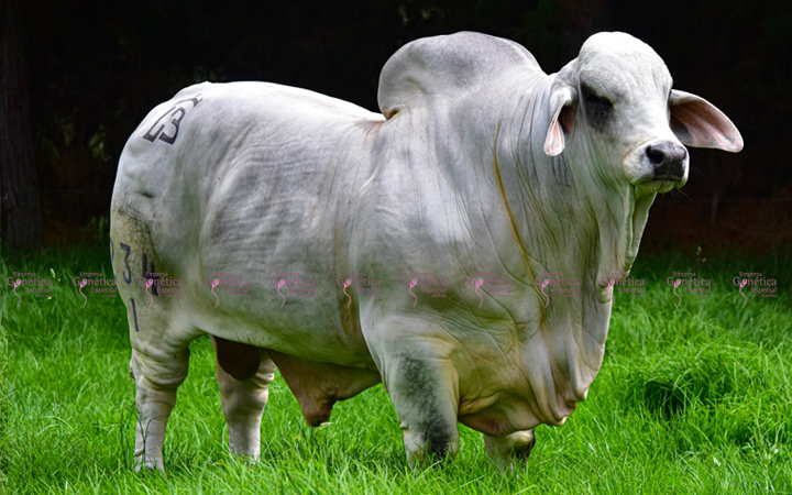 toros-carne-brahman-gris
