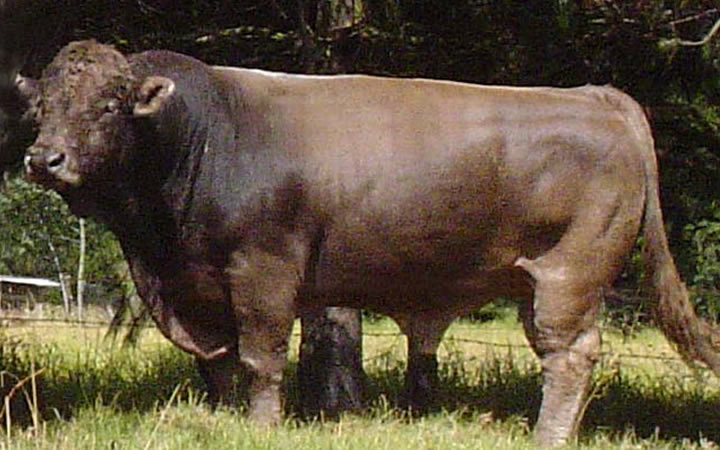 toros-carne-branvieh