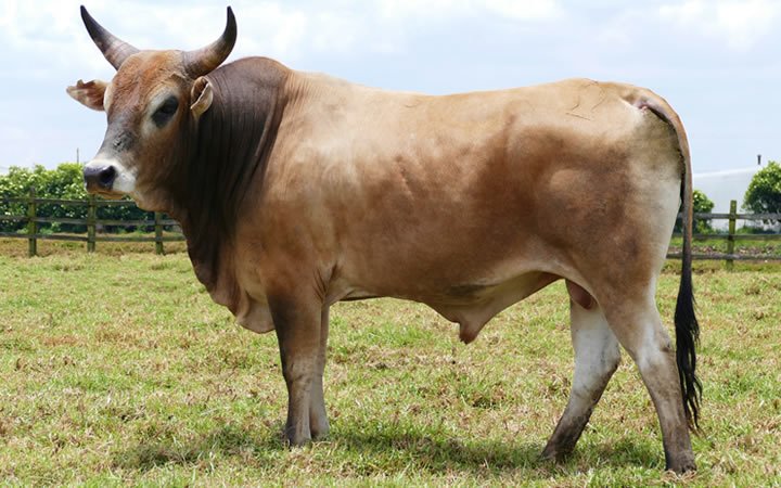 toros-carne-casanareno