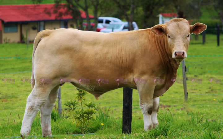 toros-carne-charbray