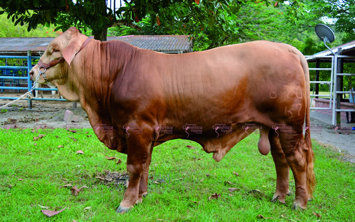 toros-carne-charbray